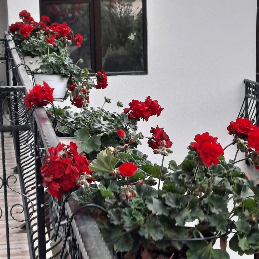 Casa Dana Olteanu Hotel Moeciu De Sus Buitenkant foto
